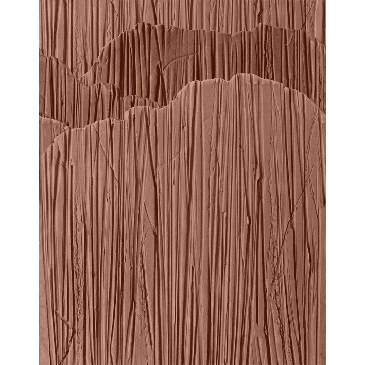 Steli